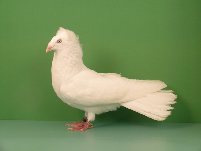 HSS Köln 2007
